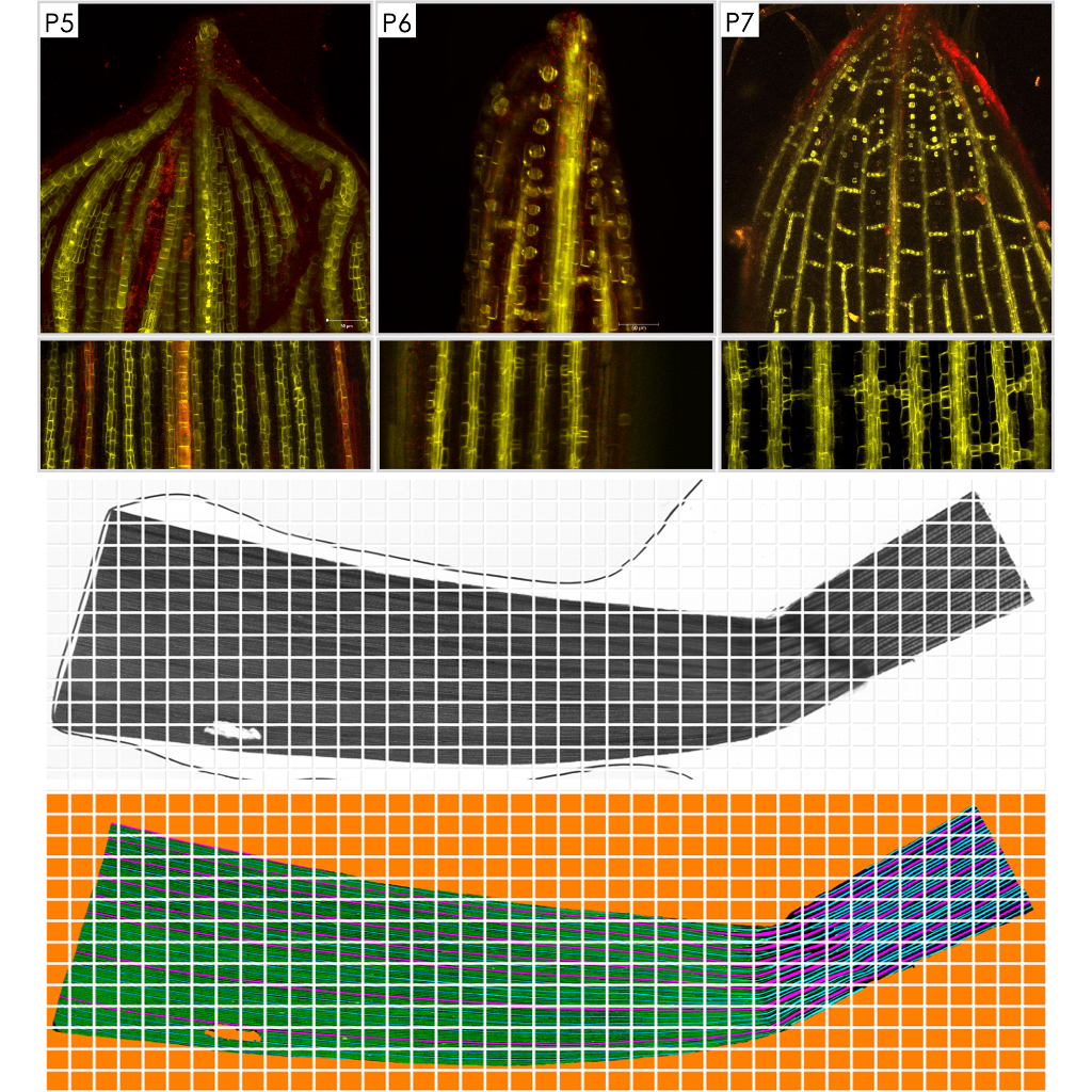 Images of maize leaf vascular networks