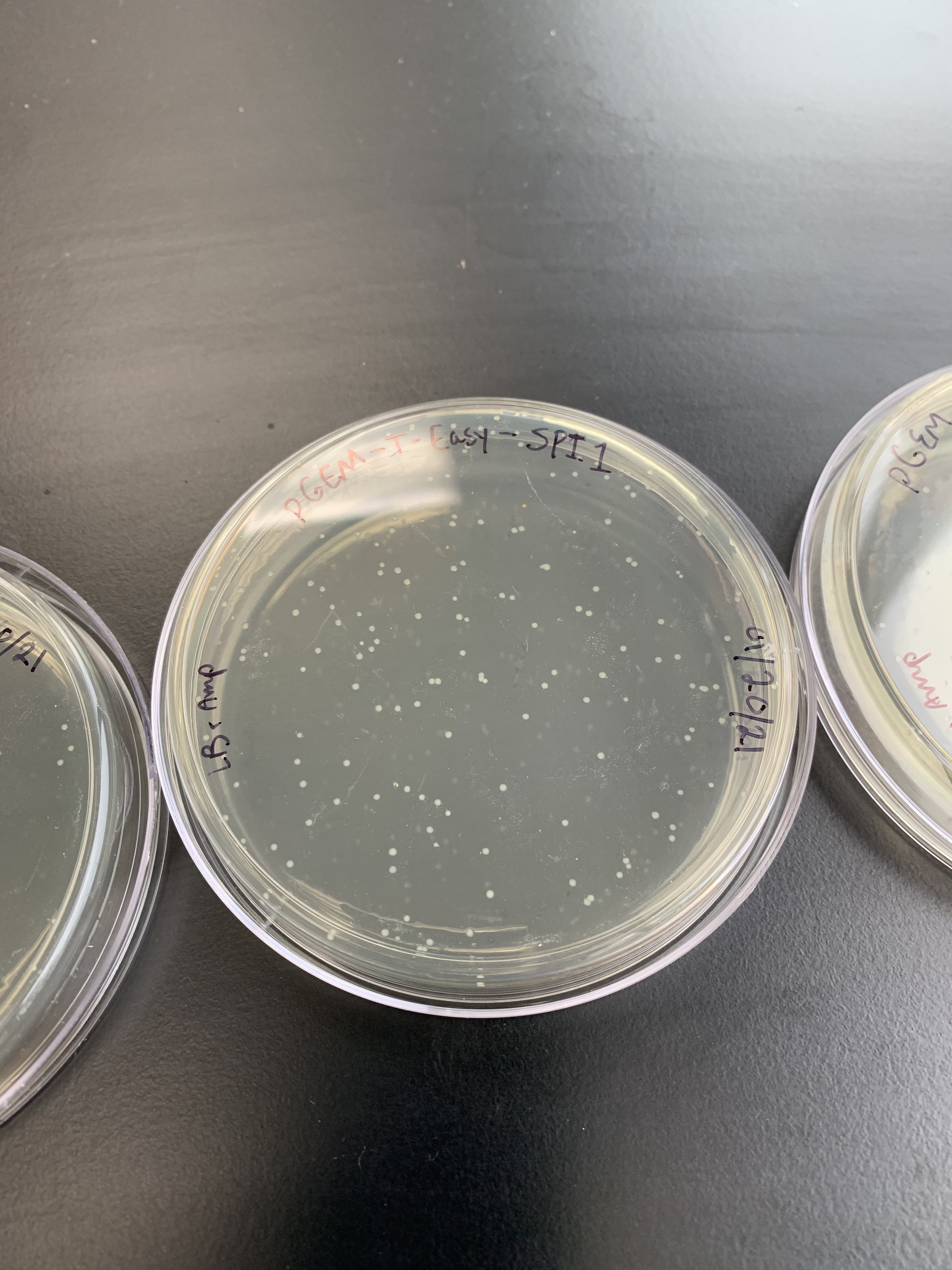 bacterial clones